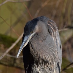 Great Blue Heron