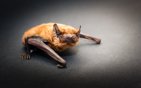Nyctalus noctula4