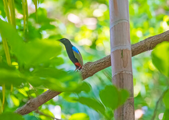 Rainbow Pitta Hiding Deep in a Tropical Forest