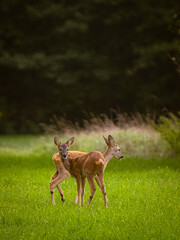 white tailed deers
