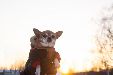 A man's hands holding his dog Chihuahua in warm clothes like a winner on the street