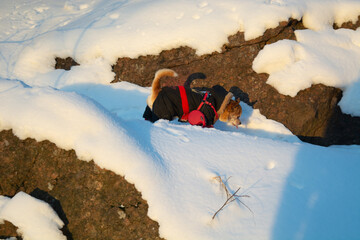 Red and white chihuahua dog on a winter walk in warm clothes