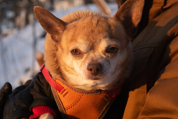 red and white Chihuahua dog in woman hands, small dog under arm, dogwalking concept
