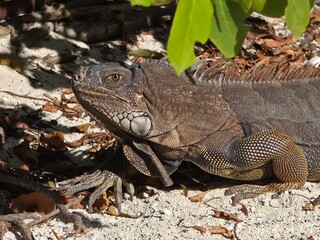 iguana on the rock