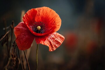 Bright red poppy flower blooms in a field surrounded by softly blurred greenery during a sunny day