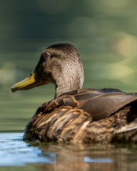 female mallard duck