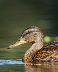female mallard duck