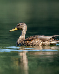 female mallard duck