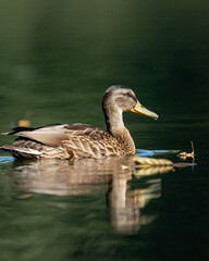 duck on the water