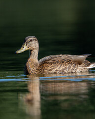 duck on the water