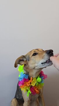 Dog in Hawaiian costume eating treat in vertical summer video. cute dog wearing bright Hawaiian lei receiving treat from hand, tropical vacation mood, fun interaction and colorful pet accessories.