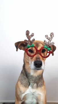mixed-breed dog in festive glasses with antlers sitting on a bright background while the owner gives a treat and adjusts the accessory, capturing playful mood and holiday atmosphere.