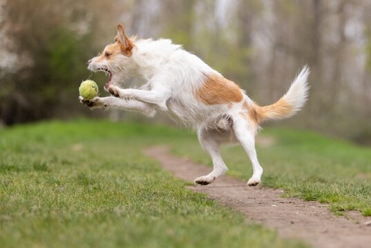 Terrier mi tBall