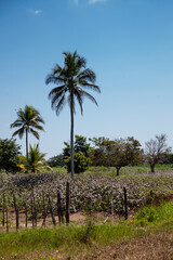 Cotton cultivation field in the department of Cordoba on the Atlantic Coast of Colombia