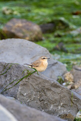 Juvenile Wheatear (Oenanthe oenanthe) common in Eurasian open habitats on Bull Island Dublin