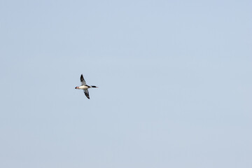 Red breasted Merganser (Mergus serrator) common in coastal waters seen on Bull Island Dublin