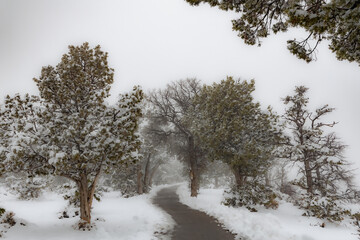 Snowy Hiking Trail in Grand Canyon. A picturesque hiking trail in the Grand Canyon covered in snow, showcasing the beauty of winter in the iconic landscape