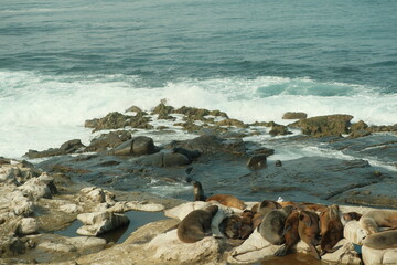 Large group of Sea lions in La Jolla Cove, San Diego, California during summer time