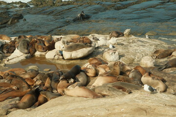 Large group of Sea lions in La Jolla Cove, San Diego, California during summer time