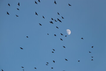 A half-visible moon in the sky with many black birds circling around, set against a clear blue sky.