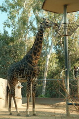 Tall giraffe eating in its enclosure 