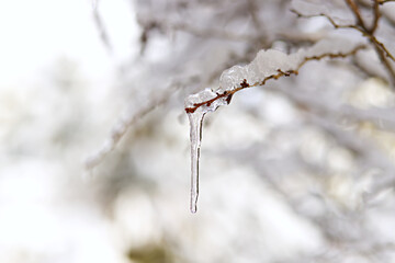 Frozen water droplets on a snowy branch, solidified into icicles. Winter scene with a soft winter background in a peaceful setting