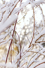 Snow covered branches with a morning sunrise atmosphere