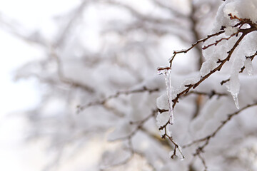 Frozen water droplets on a snowy branch, solidified into icicles. Winter scene with a soft winter background in a peaceful setting