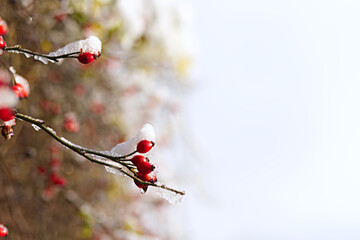 Frozen winter berries on a bush in nature. Wild rose bush with rose hips covered in snow and dew