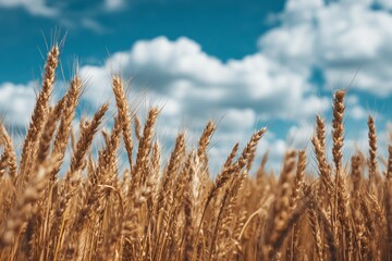 Fototapeta premium Wheat Field Swaying Under Blue Skies With Fluffy Clouds in the Background