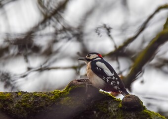 Great spotted woodpecker on mossy tree branch
