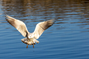 White seagull captured mid-flight, wings spread, above calm blue water.
