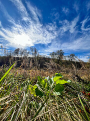 Green plant growing in rural field under blue sky