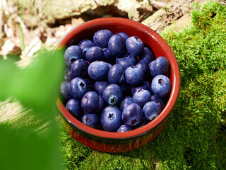 Blueberries in a forest. Fresh blue fruits. Sunny day. 