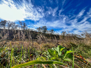 Wild autumn grass swaying under deep blue sky