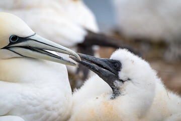 gannets on Helgoland