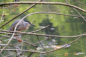 Striated Heron (Butorides striatus) in a hunting pose on dry branches, with gray plumage and orange feet, in sharp focus against a green, reflective water background in its natural habitat.
