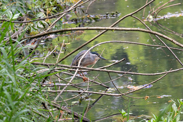 Striated Heron (Butorides striatus) in a hunting pose on dry branches, with gray plumage and orange feet, in sharp focus against a green, reflective water background in its natural habitat.