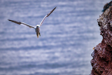 gannets on Helgoland