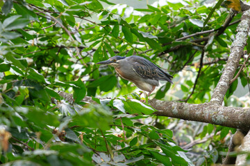 Striated Heron (Butorides striatus) perched on a tree branch, with gray and beige plumage, in sharp focus amidst dense green foliage under natural light in its habitat.