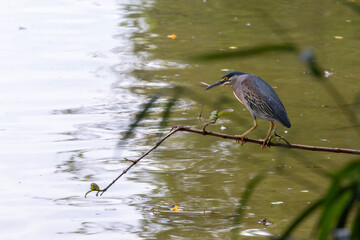 Striated Heron (Butorides striatus) perched on a thin branch over the water, in a hunting pose, with gray plumage and yellow eyes, in sharp focus in its aquatic habitat.