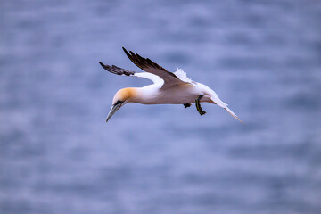 gannets on Helgoland