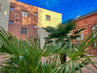 Palm leaves framing buildings under bright blue sky