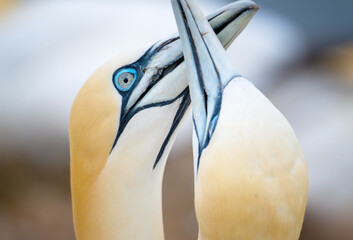 gannets on Helgoland