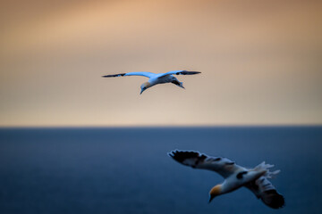gannets on Helgoland