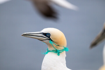 gannets on Helgoland