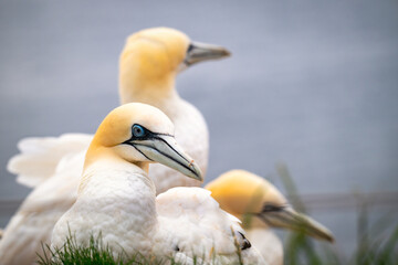 gannets on Helgoland