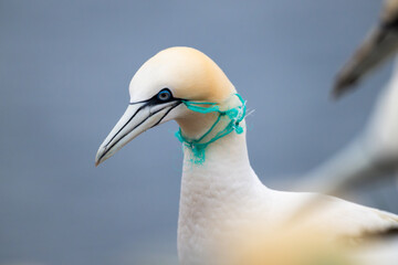 gannets on Helgoland