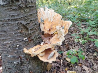 Chicken of the woods fungus growing on tree trunk