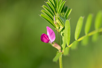 Close up of a common vetch (vicia sativa) flower in bloom